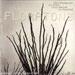 Floratone - <i>Floratone</i>